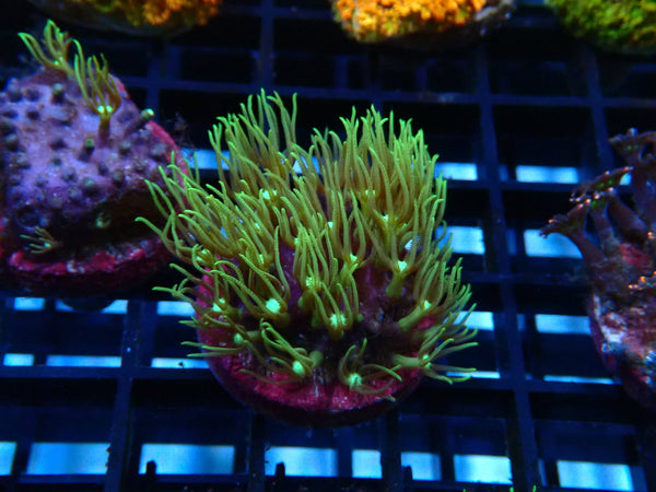 Sustainable Reefs Star Polyps Frag