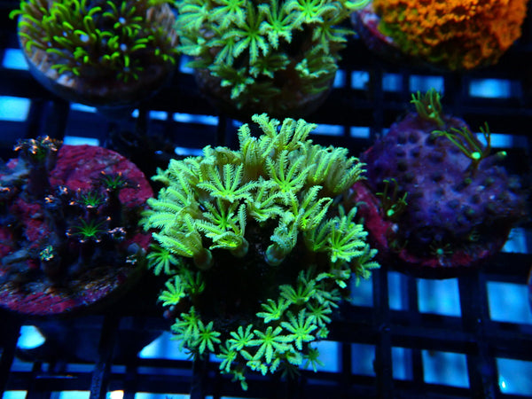 Sustainable Reefs Tubipora Pipe Organ Lime Frag
