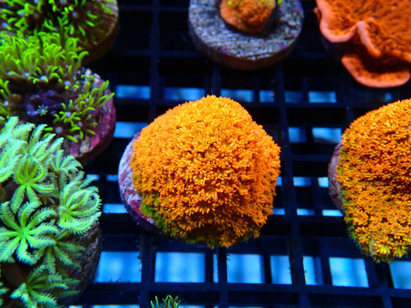 Sustainable Reefs Bernardpora Orange Fever