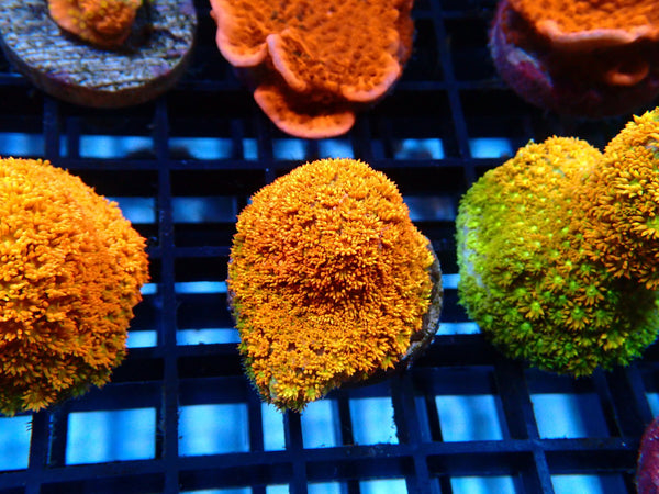 Sustainable Reefs Bernardpora Orange Fever