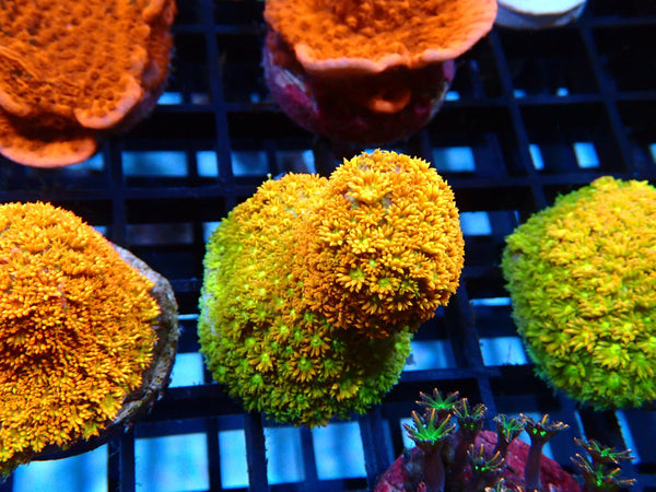 Sustainable Reefs Bernardpora Ginja Ninja
