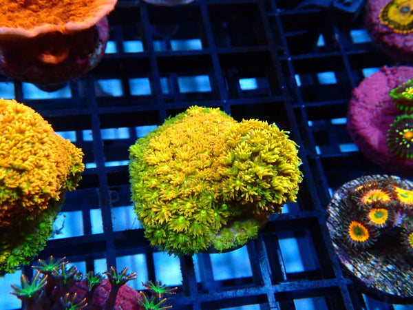 Sustainable Reefs Bernardpora Ginja Ninja