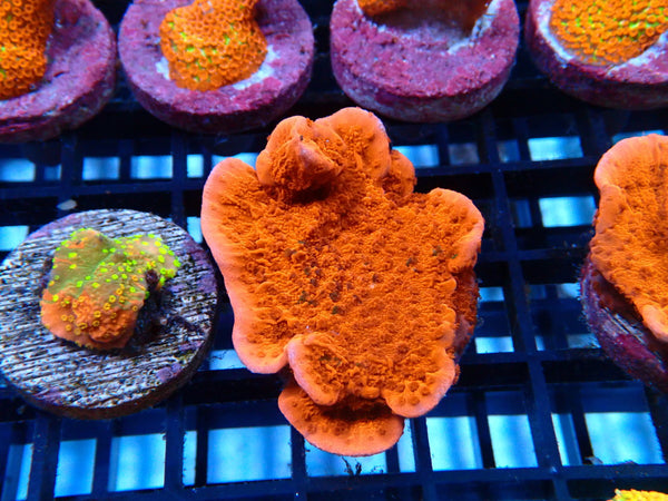 Sustainable Reefs Red Scrolling Monti