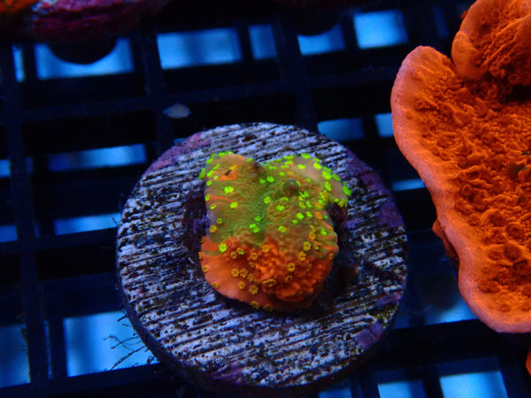 Sustainable Reefs Scrolling Monti Grafted Sunfire