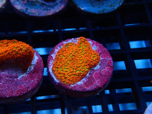 Sustainable Reefs Monti Digitata Bubblegum