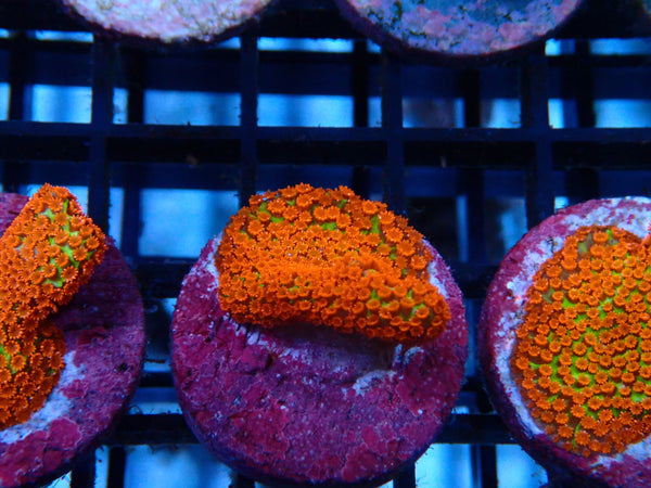 Sustainable Reefs Monti Digitata Bubblegum