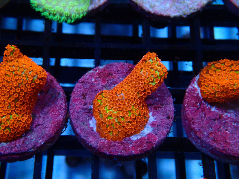 Sustainable Reefs Monti Digitata Bubblegum