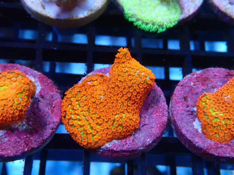 Sustainable Reefs Monti Digitata Bubblegum
