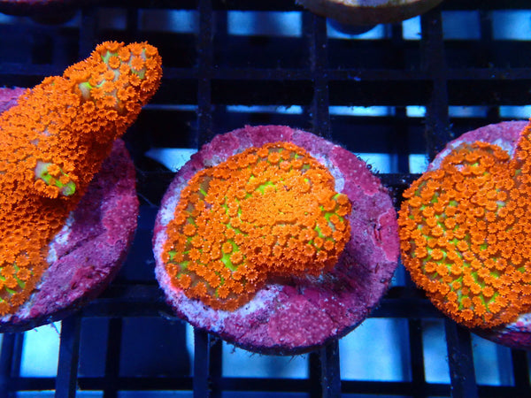 Sustainable Reefs Monti Digitata Bubblegum