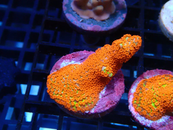 Sustainable Reefs Monti Digitata Bubblegum