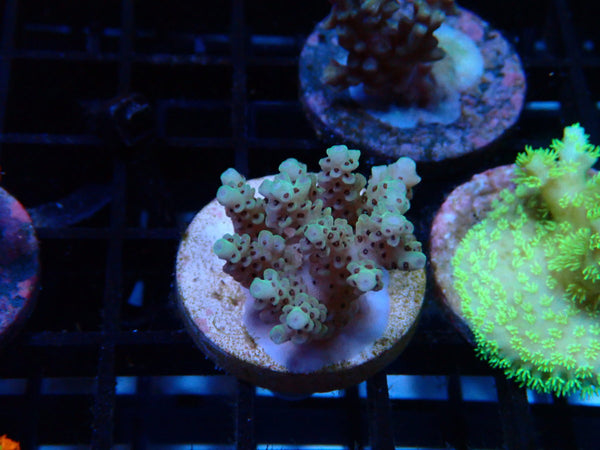 CDU Acro Frag