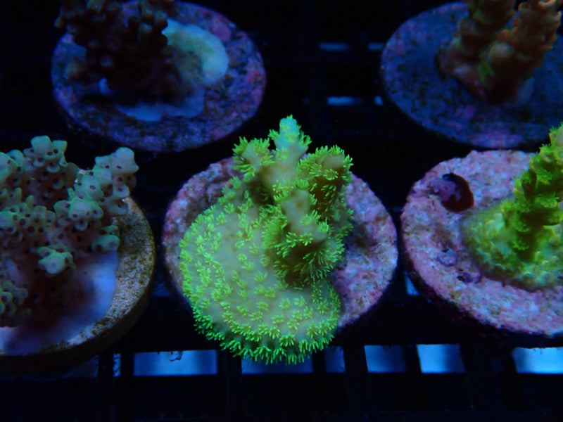 CDU Acro Frag