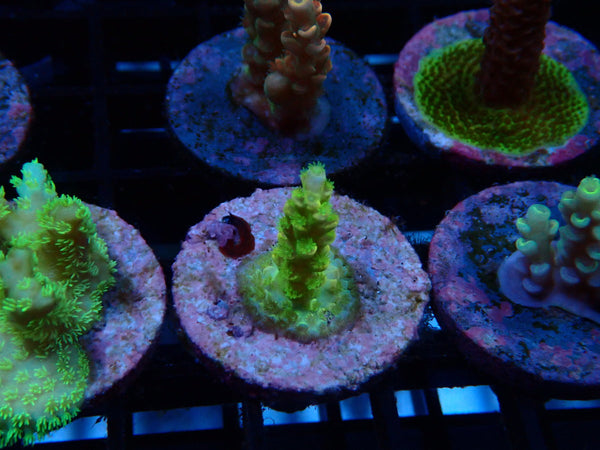 CDU Acro Frag