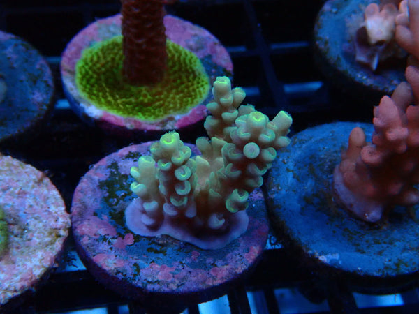 CDU Acro Frag