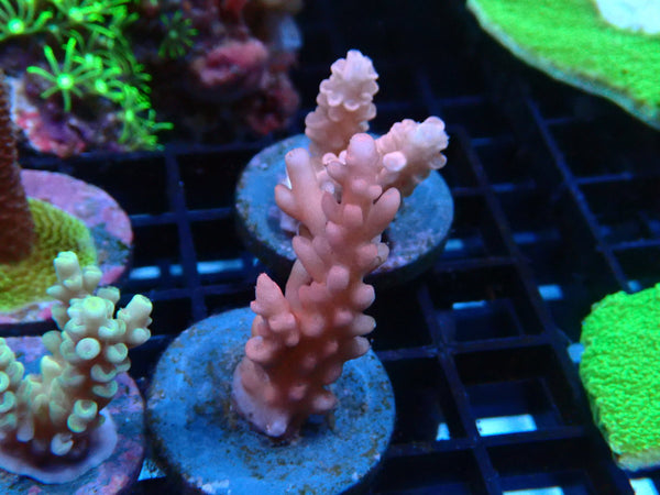 CDU Acro Frag