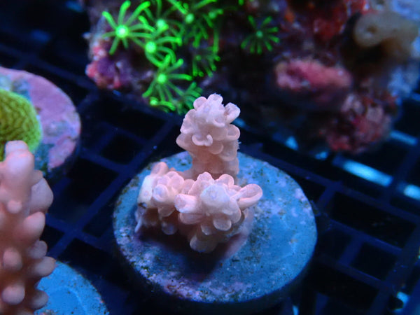 CDU Acro Frag