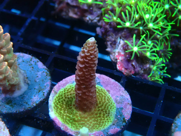 CDU Acro Frag