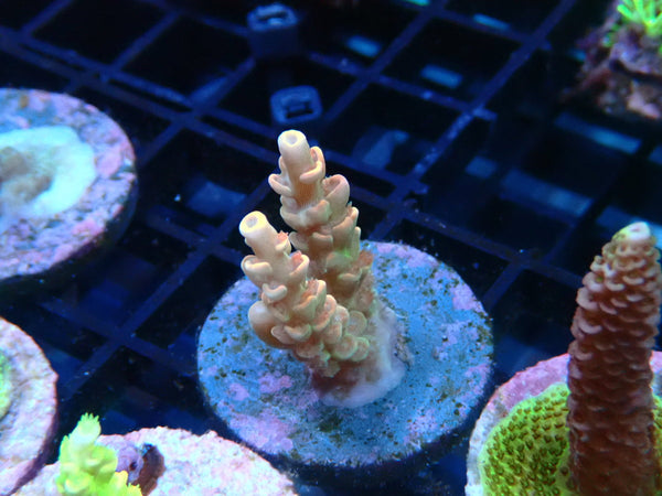 CDU Acro Frag