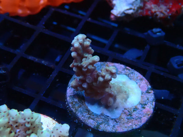 CDU Acro Frag