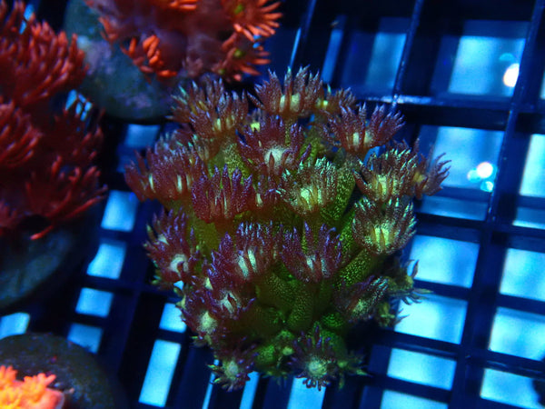 CDU Glitter Goni Frag