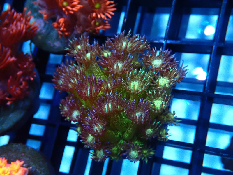 CDU Glitter Goni Frag