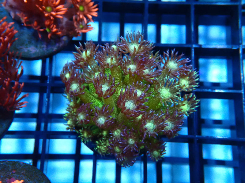 CDU Glitter Goni Frag