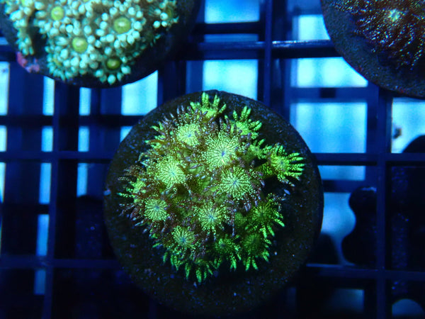 CDU Glitter Goni Frag