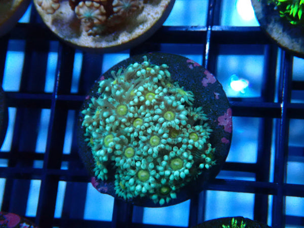 CDU Goni Frag