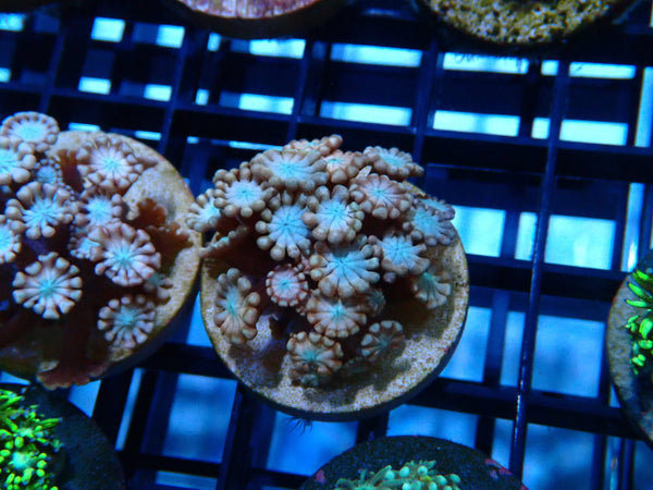 Ultra Alveopora Frag