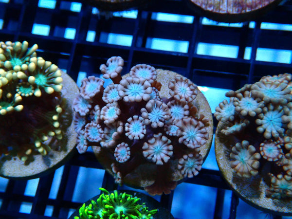 Ultra Alveopora Frag