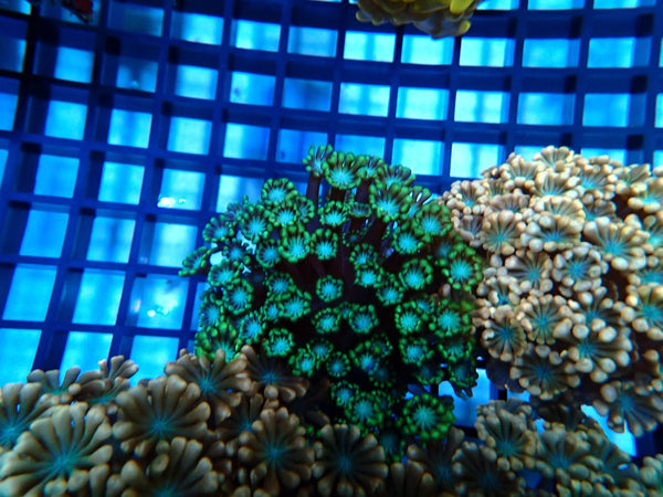 Alveopora Frag