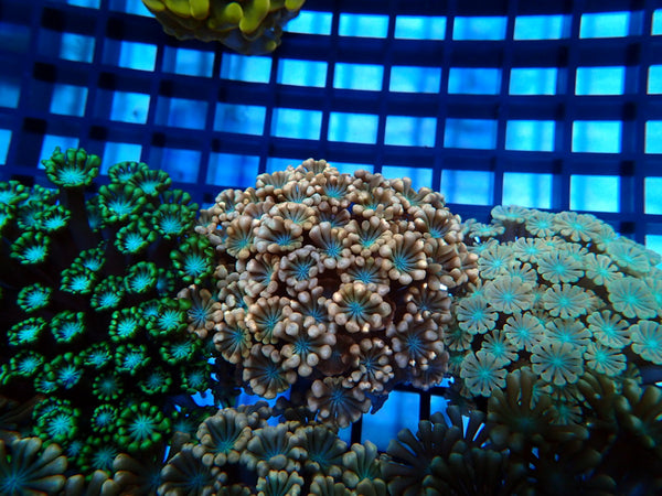 Ultra Alveopora Frag
