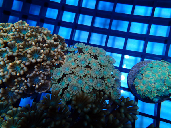 Ultra Alveopora Frag