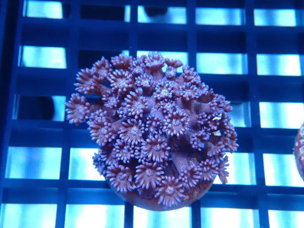 Sustainable Reefs Purple Glitter Goni Frag