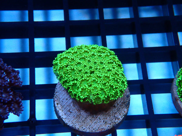 Sustainable Reefs Green Goni Frag