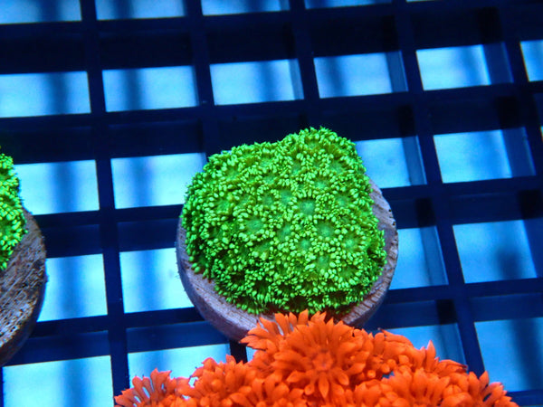 Sustainable Reefs Green Goni Frag