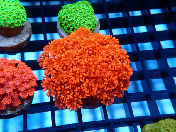 Sustainable Reefs Red Goni Frag
