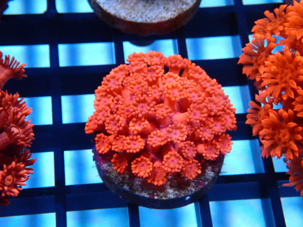 Sustainable Reefs Pink Goni Frag