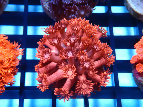 Sustainable Reefs Pink Goni Frag