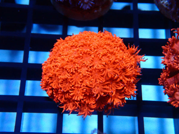 Sustainable Reefs Red Goni Frag