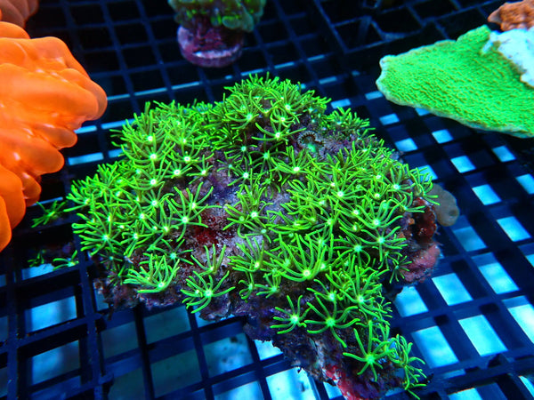 Star Polyps medium