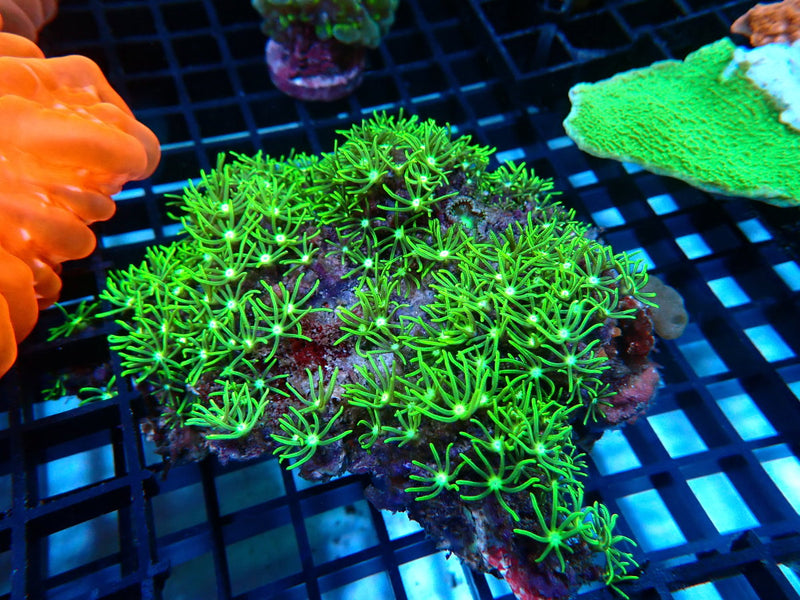 Star Polyps medium