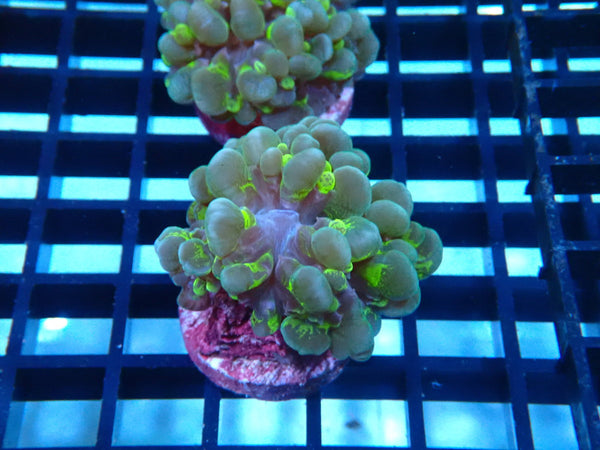 Sustainable Reefs Physogyra Bubble Coral