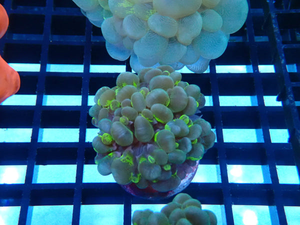 Sustainable Reefs Physogyra Bubble Coral