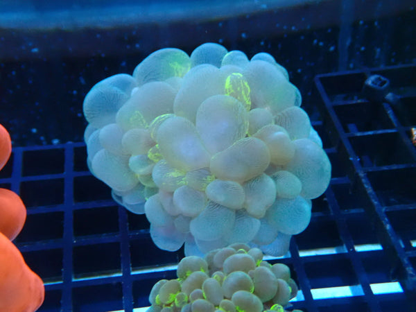 Bubble Coral 2 tone small