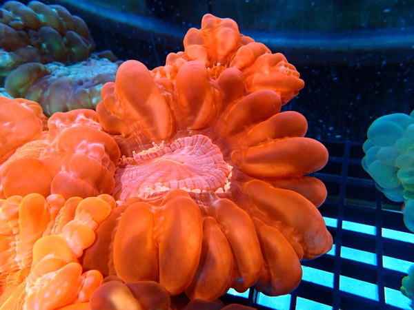 Large Red Cynarina