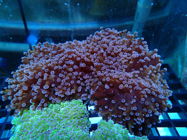 Unique Frogspawn purple tip orange tone stem Large