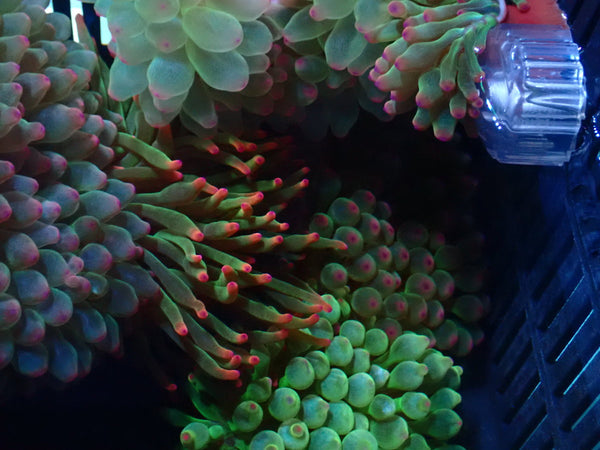 Bubble Tip Anemone small pink tip green