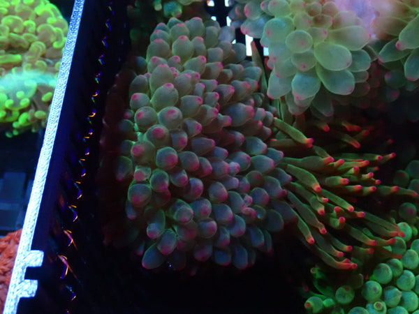 Bubble Tip Anemone small purple tip