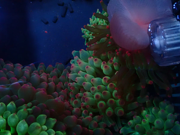 Bubble Tip Anemone small pink tip